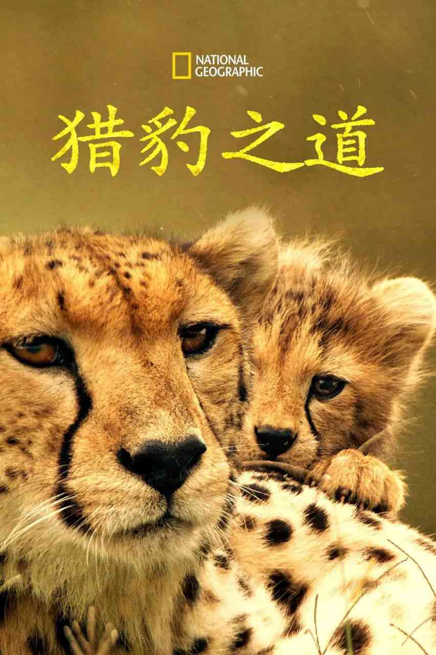 《猎豹之道》免费高清无广告在线播放|纪录片·美国·2022