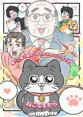 《转生成猫的大叔》全集免费高清动漫无广告在线播放|动画,日本动漫·日本·2024